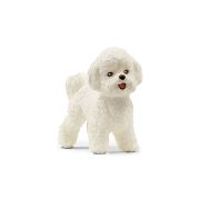 Bichon Frisé